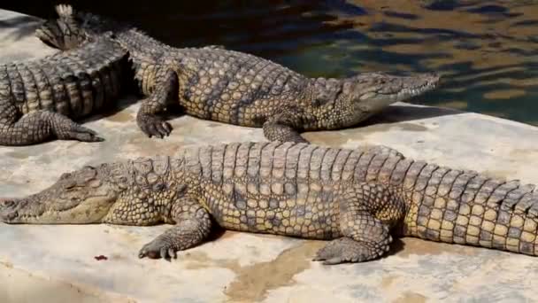 Beaucoup de crocodiles se prélassent au soleil. Crocodile dans l'étang. Ferme de crocodiles. Culture de crocodiles. Crocodile dents tranchantes .