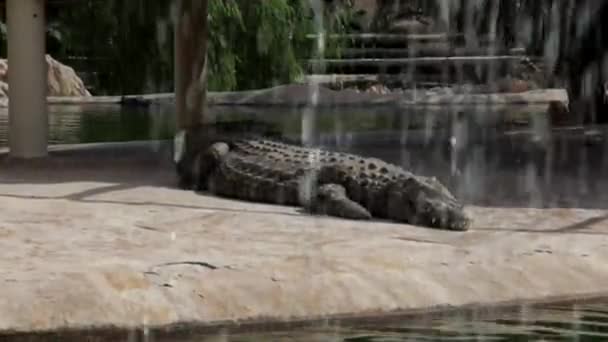 One Crocodile Showing Teeth Open Jaws Crocodile Crocodile Farm Cultivation — Stock Video