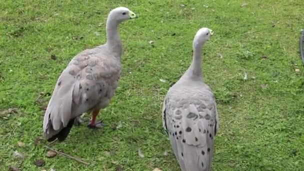 Due Oche Cereopsis Novaehollandiae Camminano Sull Erba Verde Uccelli Acquatici — Video Stock