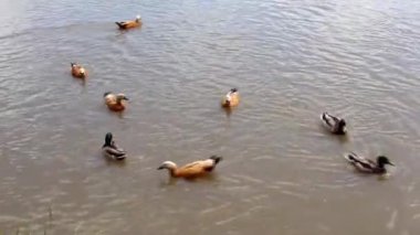 Ördekler gölette yüzer. Şehir parkında ördekler ve drenler. Kuşlar suda yüzer. Doğa ve kuşlar vahşi doğada. Göletin parkındaki suda su kuşları..