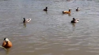 Ördekler gölette yüzer. Şehir parkında ördekler ve drenler. Kuşlar suda yüzer. Doğa ve kuşlar vahşi doğada. Göletin parkındaki suda su kuşları..