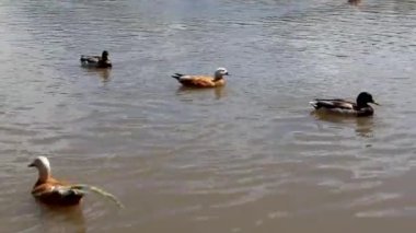 Ördekler gölette yüzer. Şehir parkında ördekler ve drenler. Kuşlar suda yüzer. Doğa ve kuşlar vahşi doğada. Göletin parkındaki suda su kuşları..