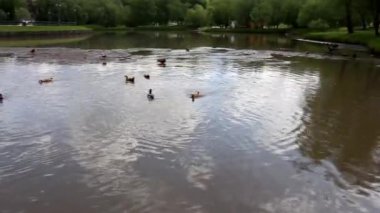 Ördekler gölette yüzer. Şehir parkında ördekler ve drenler. Kuşlar suda yüzer. Doğa ve kuşlar vahşi doğada. Göletin parkındaki suda su kuşları..