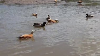 Ördekler gölette yüzer. Şehir parkında ördekler ve drenler. Kuşlar suda yüzer. Doğa ve kuşlar vahşi doğada. Göletin parkındaki suda su kuşları..