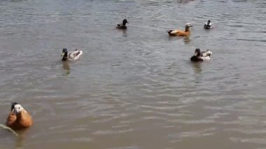 Ördekler gölette yüzer. Şehir parkında ördekler ve drenler. Kuşlar suda yüzer. Doğa ve kuşlar vahşi doğada. Göletin parkındaki suda su kuşları..
