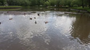 Ördekler gölette yüzer. Şehir parkında ördekler ve drenler. Kuşlar suda yüzer. Doğa ve kuşlar vahşi doğada. Göletin parkındaki suda su kuşları..