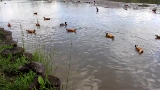 Los Patos Nadan Estanque Patos Dragos Parque Ciudad Las Aves — Vídeos de Stock
