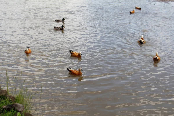 Enten Schwimmen Teich Enten Und Erpel Einem Stadtpark Vögel Schwimmen — Stockfoto