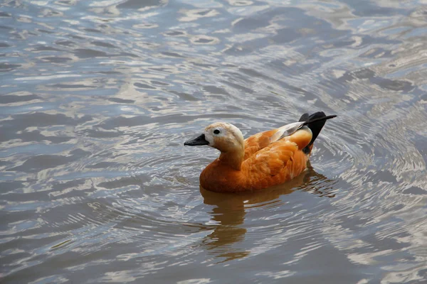 One duck swims in a pond. Duck in a city park. The bird swims in the water. Nature and birds in the wild. Waterfowl on the water in a city pond park.