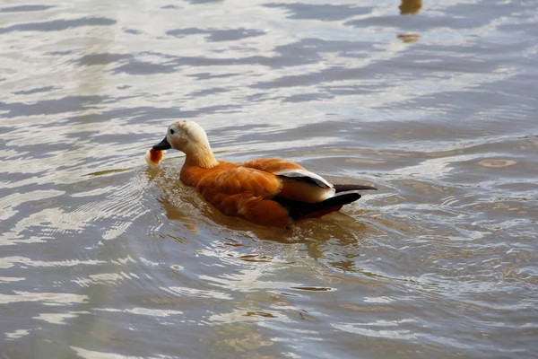 1匹のアヒルが池で泳いでいます 街の公園でアヒル 鳥は水中で泳ぐ 野生の自然と鳥 市の池公園の水の上の水鳥 — ストック写真