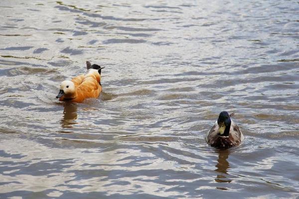 Enten Schwimmen Teich Enten Und Erpel Einem Stadtpark Vögel Schwimmen — Stockfoto