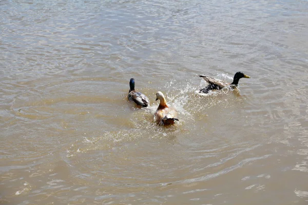 Enten Schwimmen Teich Enten Und Erpel Einem Stadtpark Vögel Schwimmen — Stockfoto