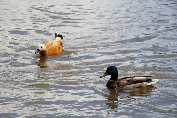 Enten Schwimmen Teich Enten Und Erpel Einem Stadtpark Vögel Schwimmen — Stockfoto