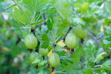 Taze yeşil bektaşi üzümü. Bektaşi üzümü dalına yakın plan yeşil böğürtlen. Bahçedeki çalıların üzerinde bektaşi üzümü. Bahçede Bektaşi üzümü.