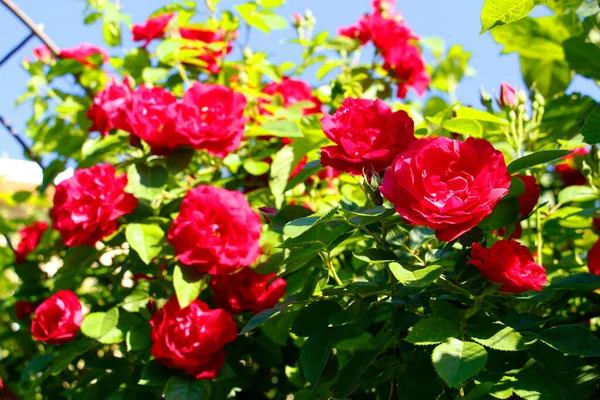 花园里长着美丽的红玫瑰 编织玫瑰 很多绿叶 自然界中许多红色的野玫瑰 — 图库照片