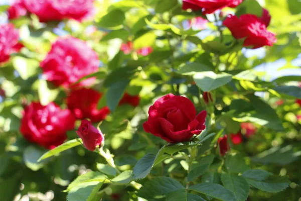 Lindas Rosas Vermelhas Crescem Jardim Tecer Rosas Muitas Folhas Verdes — Fotografia de Stock