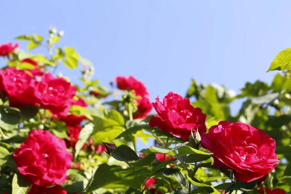 Lindas Rosas Vermelhas Crescem Jardim Tecer Rosas Muitas Folhas Verdes — Fotografia de Stock