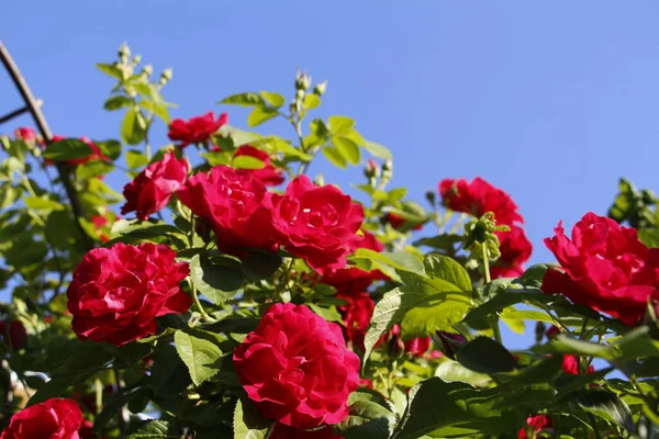 Lindas Rosas Vermelhas Crescem Jardim Tecer Rosas Muitas Folhas Verdes — Fotografia de Stock