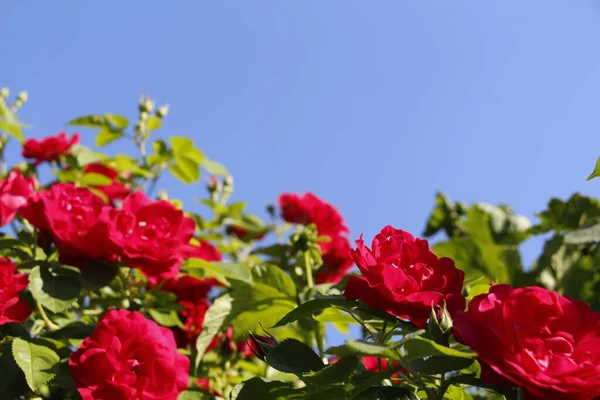 Lindas Rosas Vermelhas Crescem Jardim Tecer Rosas Muitas Folhas Verdes — Fotografia de Stock