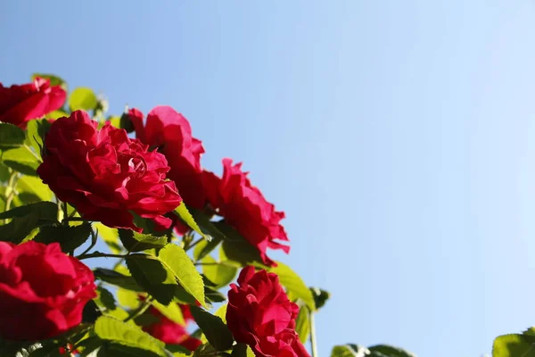 Lindas Rosas Vermelhas Crescem Jardim Tecer Rosas Muitas Folhas Verdes — Fotografia de Stock