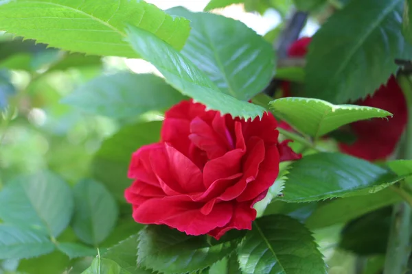 Саду Растут Красивые Красные Розы Плетут Розы Много Зеленых Листьев — стоковое фото