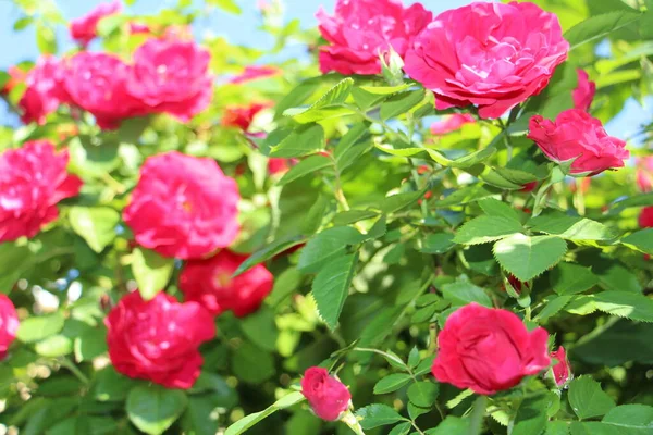 Lindas Rosas Vermelhas Crescem Jardim Tecer Rosas Muitas Folhas Verdes — Fotografia de Stock