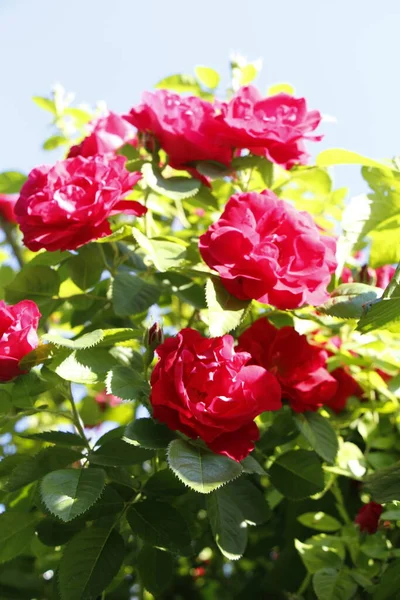 Beautiful Red Roses Grow Garden Weaving Roses Lot Green Leaves Stock Photo