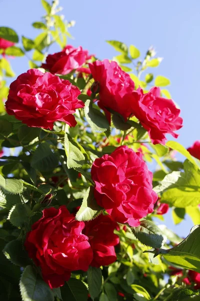 Beautiful Red Roses Grow Garden Weaving Roses Lot Green Leaves Royalty Free Stock Images