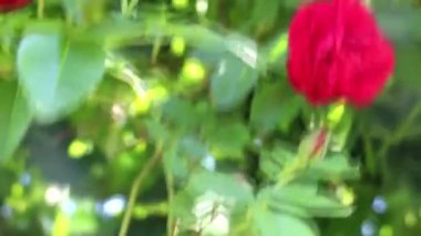 Bahçede güzel kırmızı güller yetişir. Gül dokuyorum. Bir sürü yeşil yaprak. Doğada bir sürü kırmızı gül.