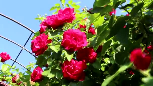 Mooie Rode Rozen Groeien Tuin Rozen Weven Veel Groene Bladeren — Stockvideo