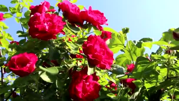 Hermosas Rosas Rojas Crecen Jardín Tejiendo Rosas Montón Hojas Verdes — Vídeos de Stock