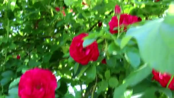 Vackra Röda Rosor Växer Trädgården Vävande Rosor Massa Gröna Blad — Stockvideo