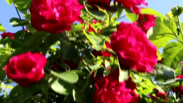 Bellissime Rose Rosse Crescono Nel Giardino Tessitura Rose Sacco Foglie — Video Stock