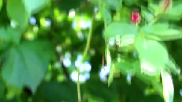 Mooie Rode Rozen Groeien Tuin Rozen Weven Veel Groene Bladeren — Stockvideo