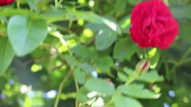 Bahçede güzel kırmızı güller yetişir. Gül dokuyorum. Bir sürü yeşil yaprak. Doğada bir sürü kırmızı gül.