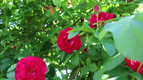 Lindas Rosas Vermelhas Crescem Jardim Tecer Rosas Muitas Folhas Verdes — Vídeo de Stock