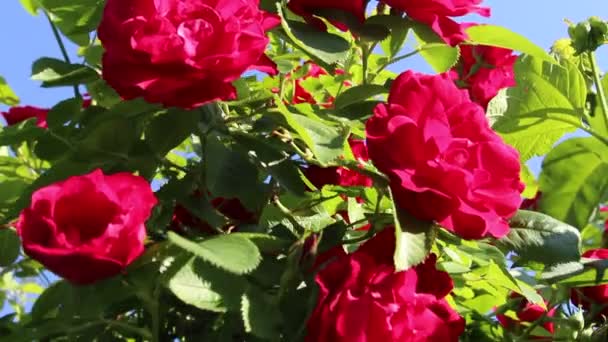 Lindas Rosas Vermelhas Crescem Jardim Tecer Rosas Muitas Folhas Verdes — Vídeo de Stock
