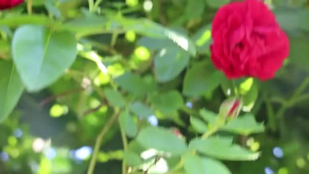 Vackra Röda Rosor Växer Trädgården Vävande Rosor Massa Gröna Blad — Stockvideo