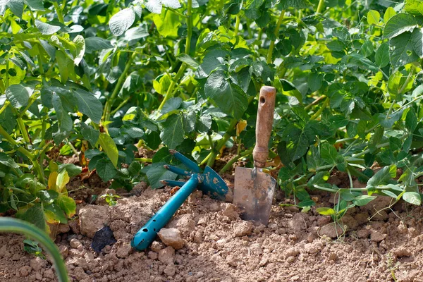Gardening tools in the garden bed. Soil and dirty garden tools after gardening. Organic farming. Eco product. Healthy eating.