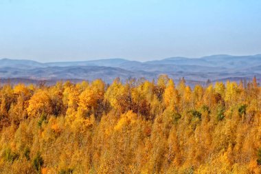 Sarı sonbahar orman ve dağlar içinde belgili tanımlık geçmiş.
