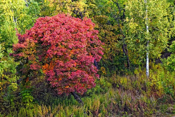 Beautiful red maple tree in autumn park — Stock Photo, Image