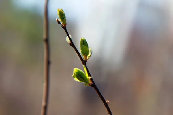Baharın uyanışı genç yaprakları — Stok fotoğraf