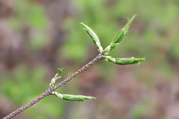 Una rama de un árbol joven con hojas florecientes — Foto de Stock