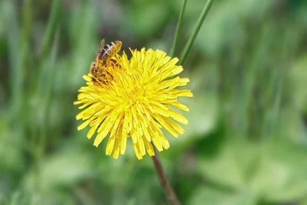 L'ape di miele raccoglie il polline su un fiore di tarassaco — Foto Stock