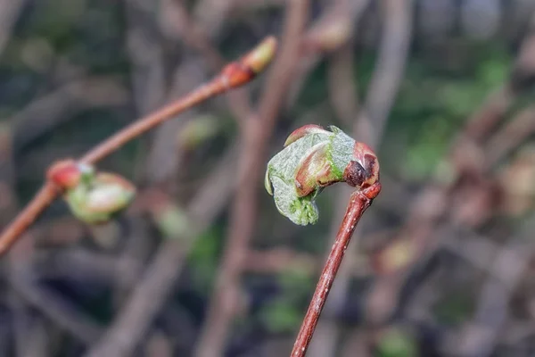 Las hojas florecen de un brote en una rama de un árbol joven . — Foto de Stock