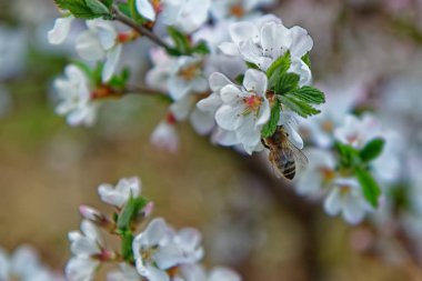 Arı kiraz çalı beyaz çiçeklerden polen toplar
