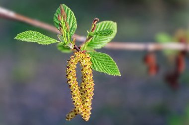 Genç yaprakları ve küpe ile Birch şube
