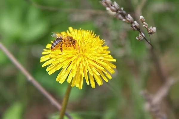 La abeja sobre el diente de león amarillo recoge el polen —  Fotos de Stock