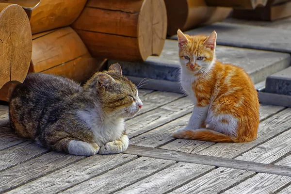 Daddy cat and red-haired kitten sitting on a wooden floor