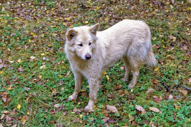 Beyaz kirli deriile yalnız evsiz köpek
